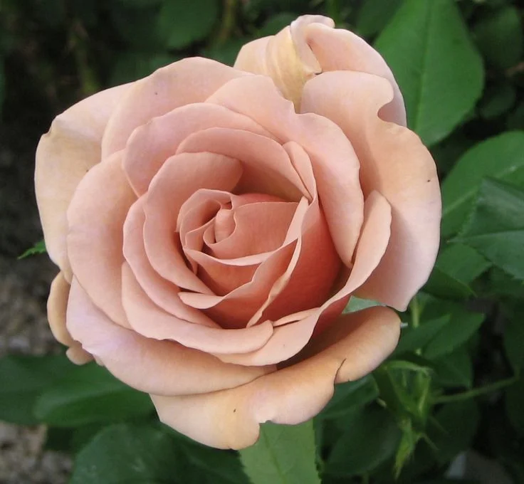 Cafe Dusty Pink {Floribunda}