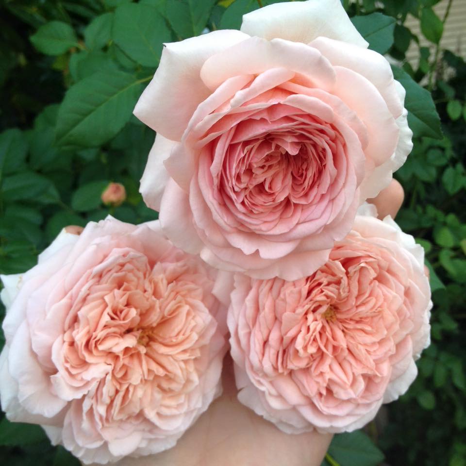 Pinky-Apricot {David Austin}
