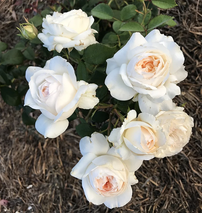 White with Pink-to-Apricot tones with a sweet alluring perfume {Modern Shrub}.