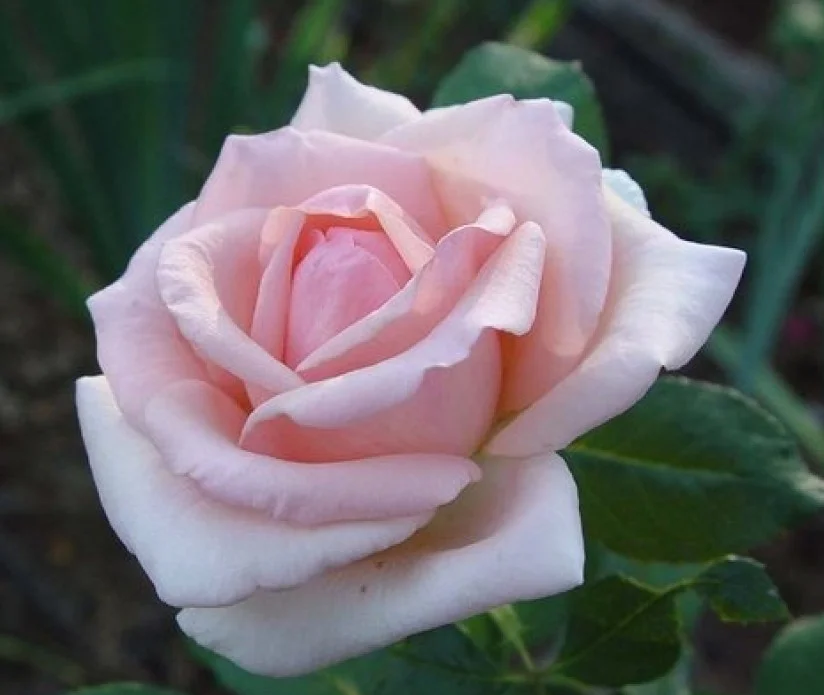 Light soft pink {Hybrid Tea}