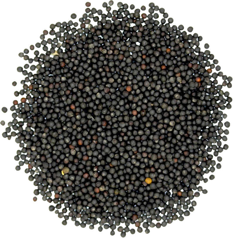 Rapeseed_2.png