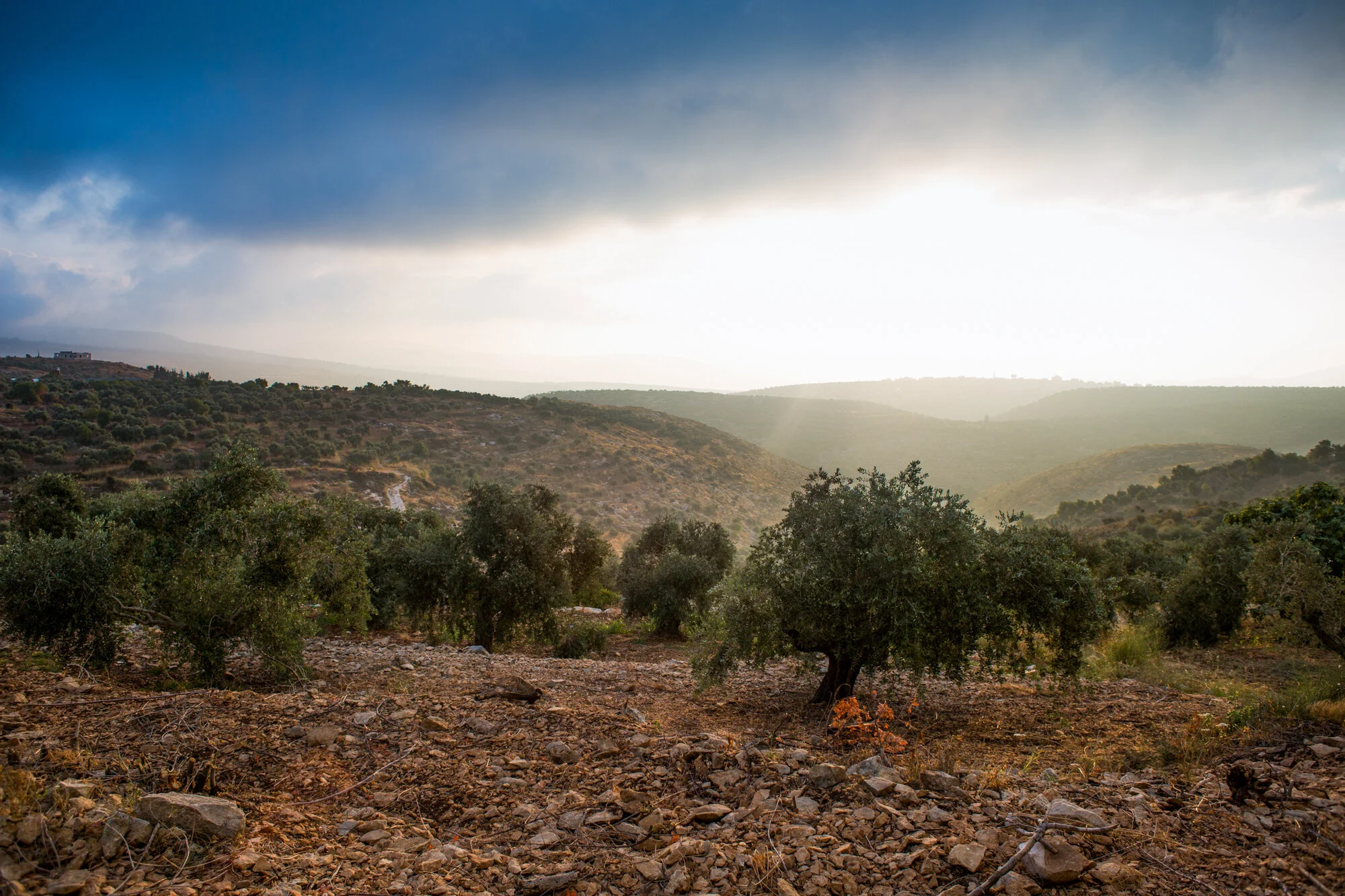 WestBankFood-2.jpg