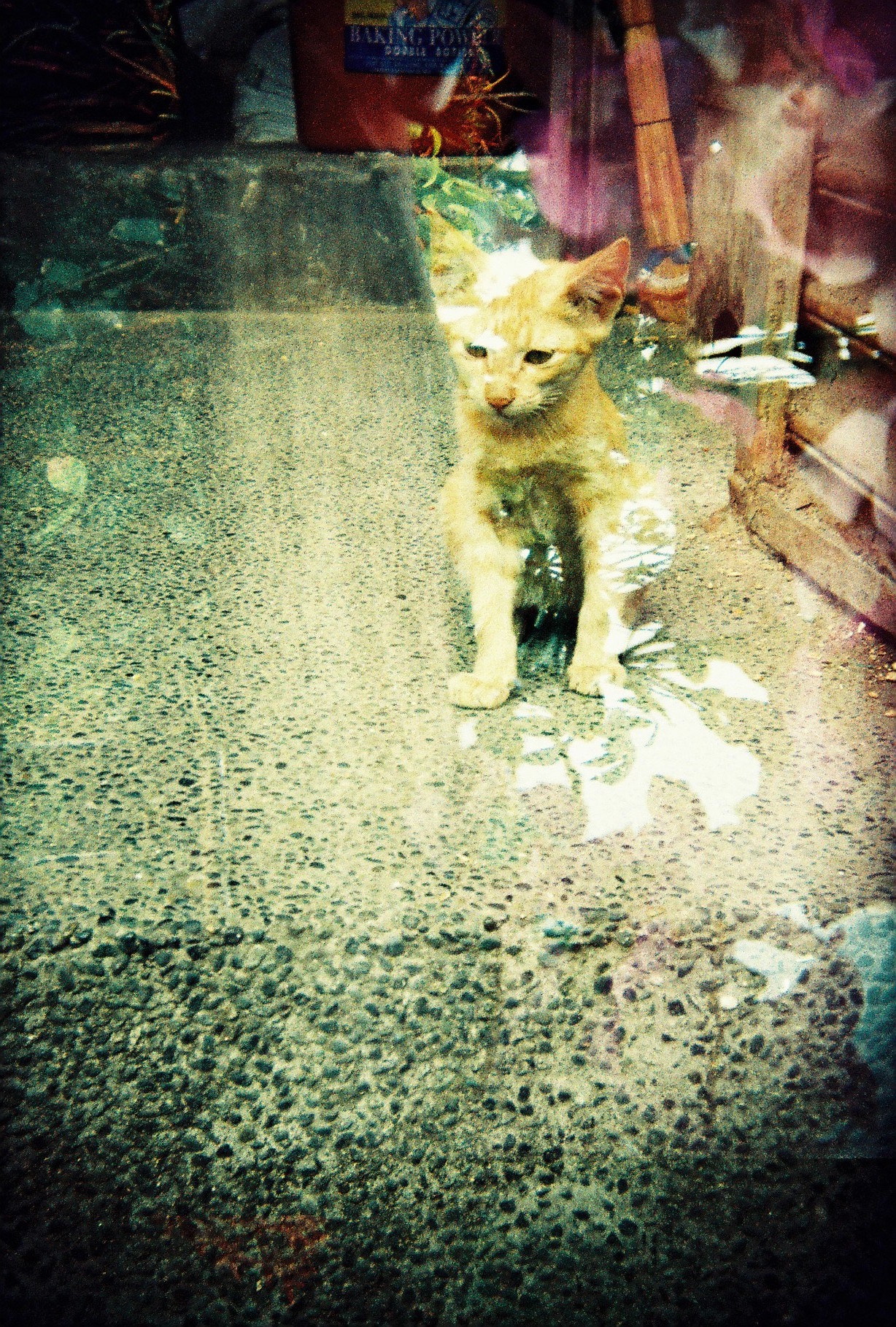 Here kitty, kitty. Bonus: This is a double exposure (or how I accidentally forgot to turn the winder).