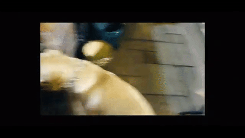 dog GIF.gif