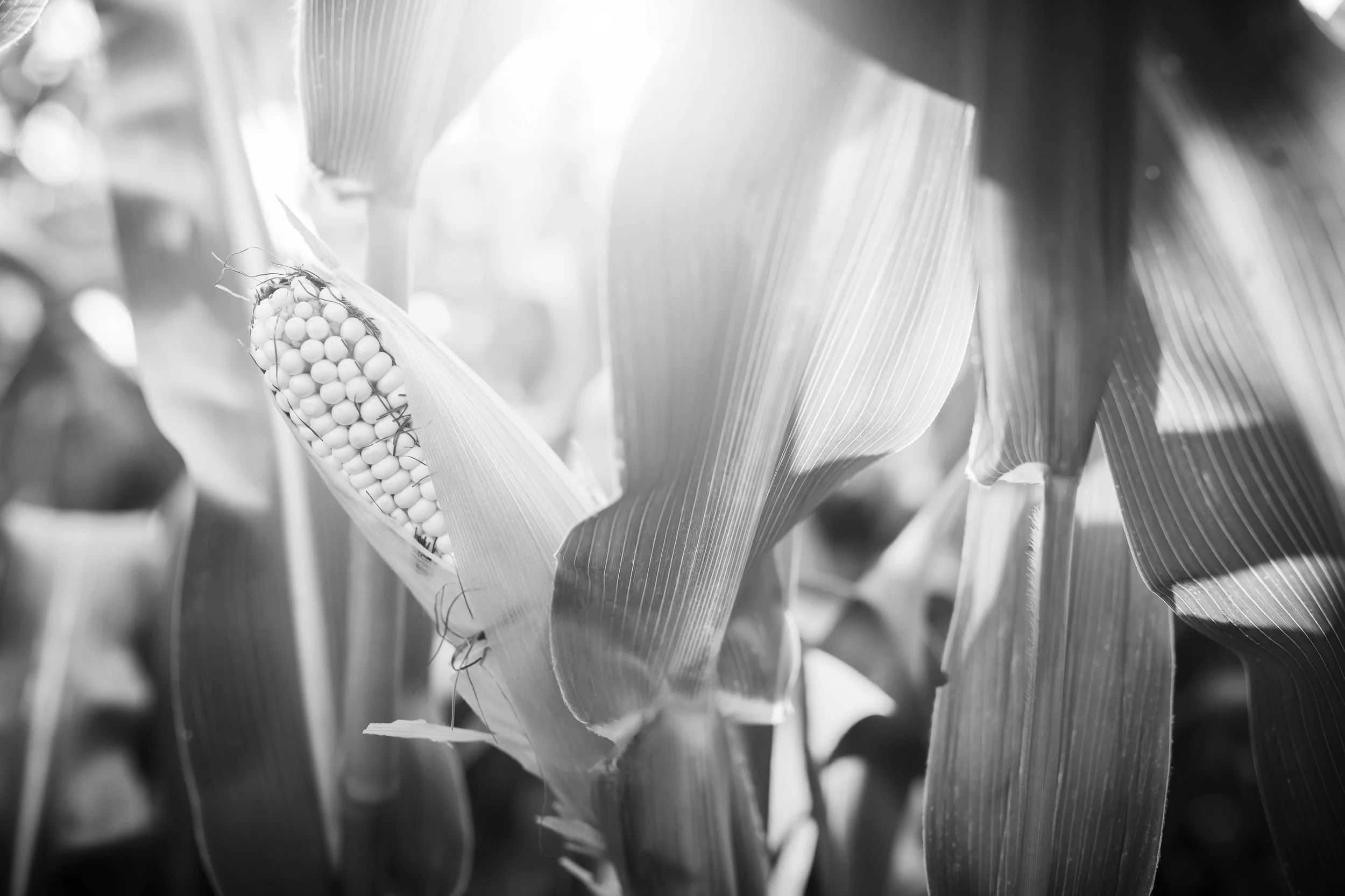 iStock-599971330.jpg