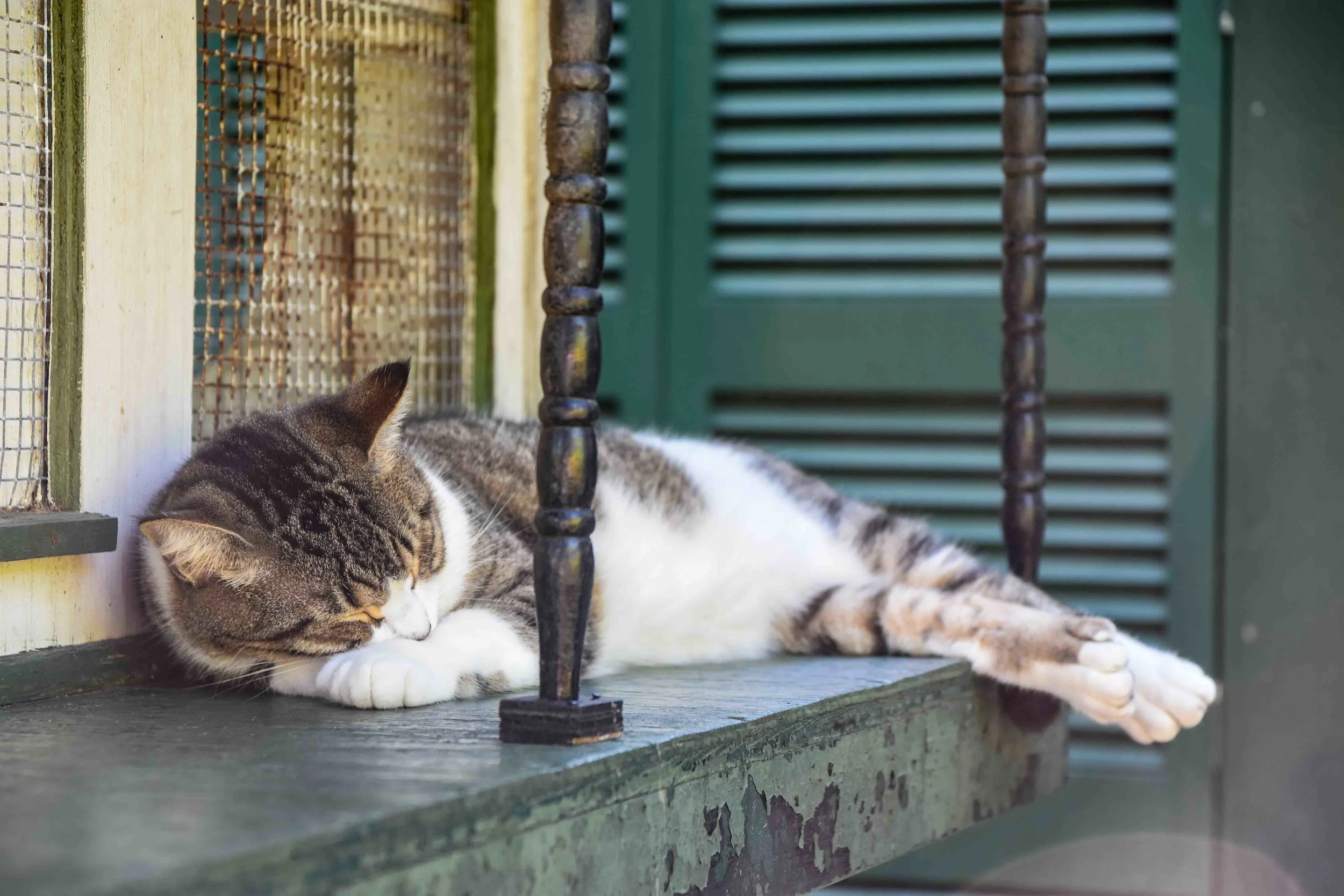Hemingway's Cat, Key West, Florida