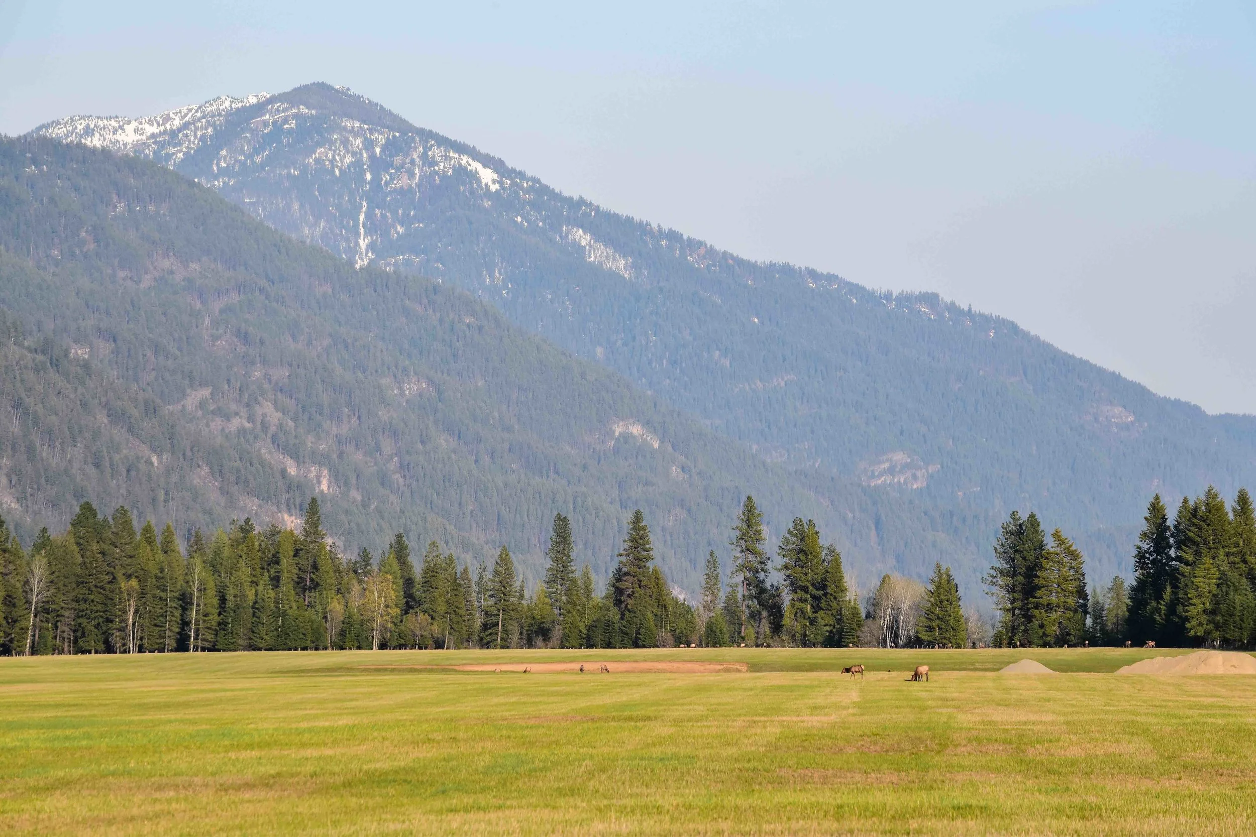 Grazing Elk, Montana/Idaho Line