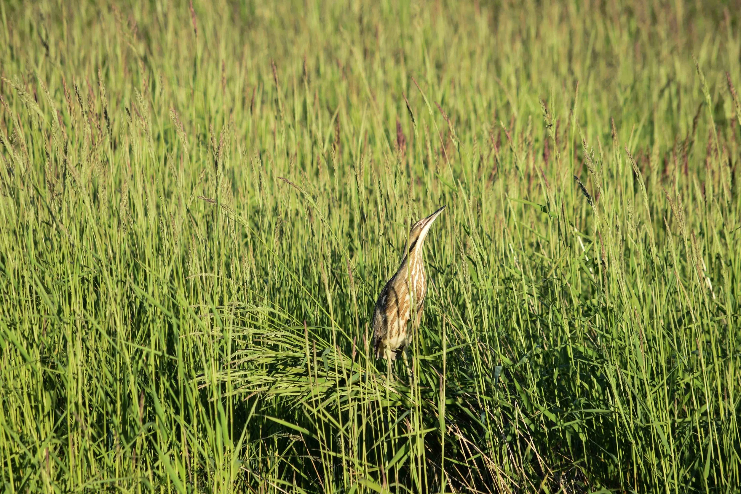 American Bittern, Prince Edward County