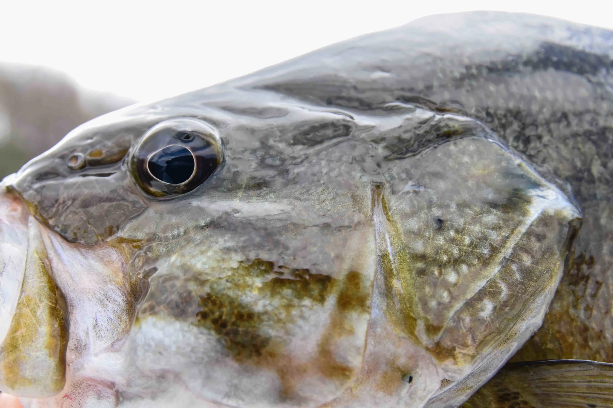 Smallmouth Profile, St. Lawrence River