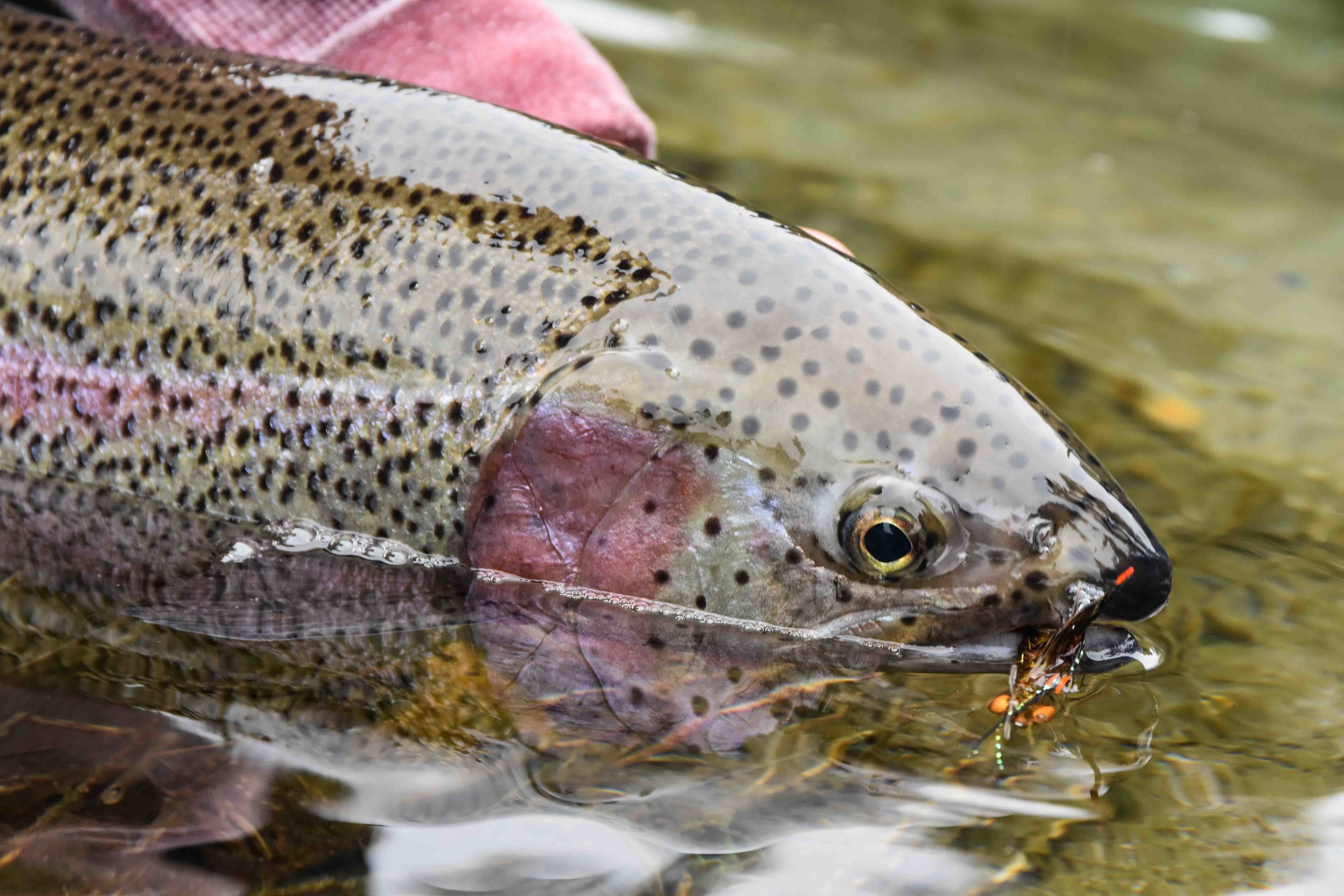 Crayfish Gulper, Clark Fork River, Idaho 