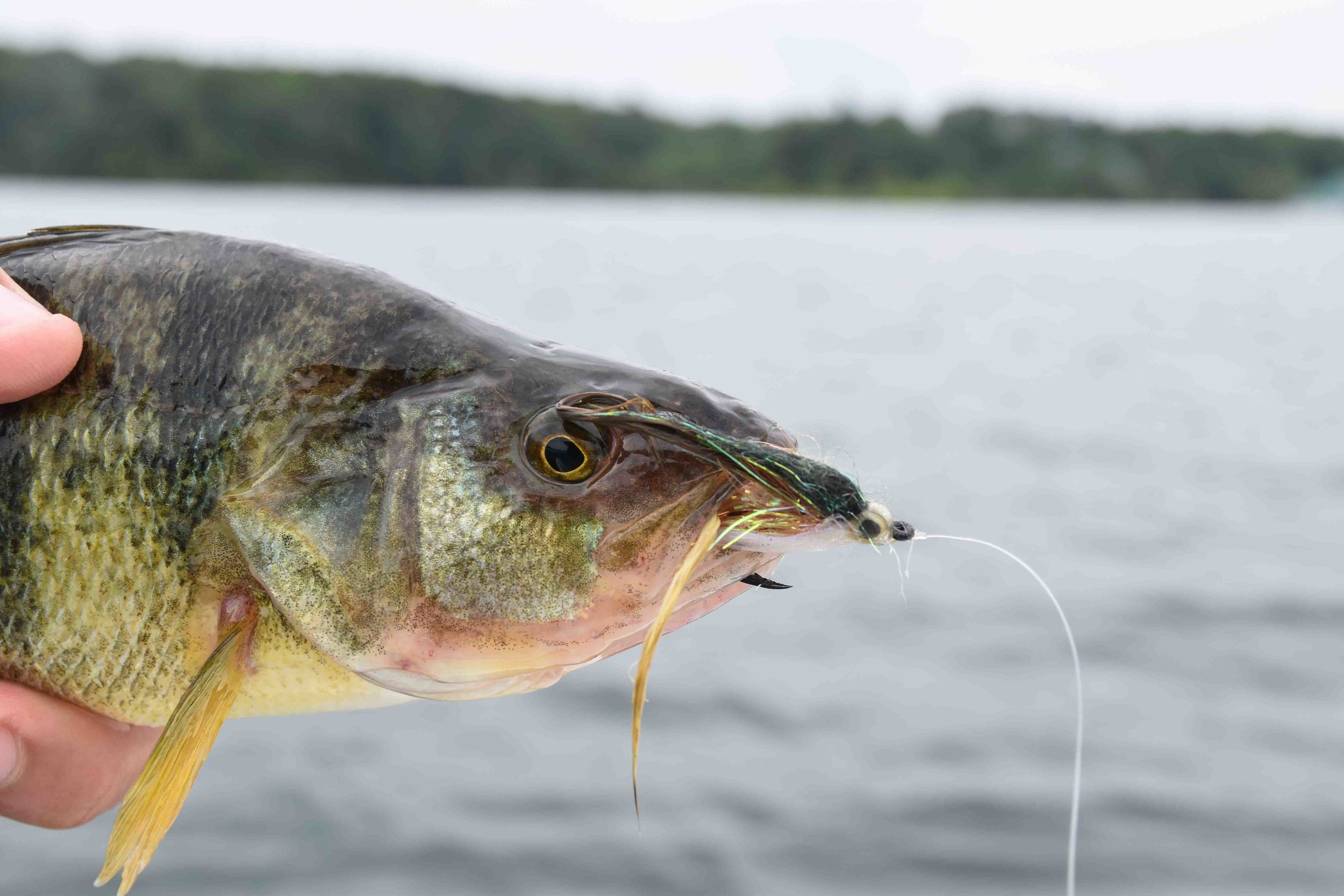 Cannibalism, St. Lawrence River