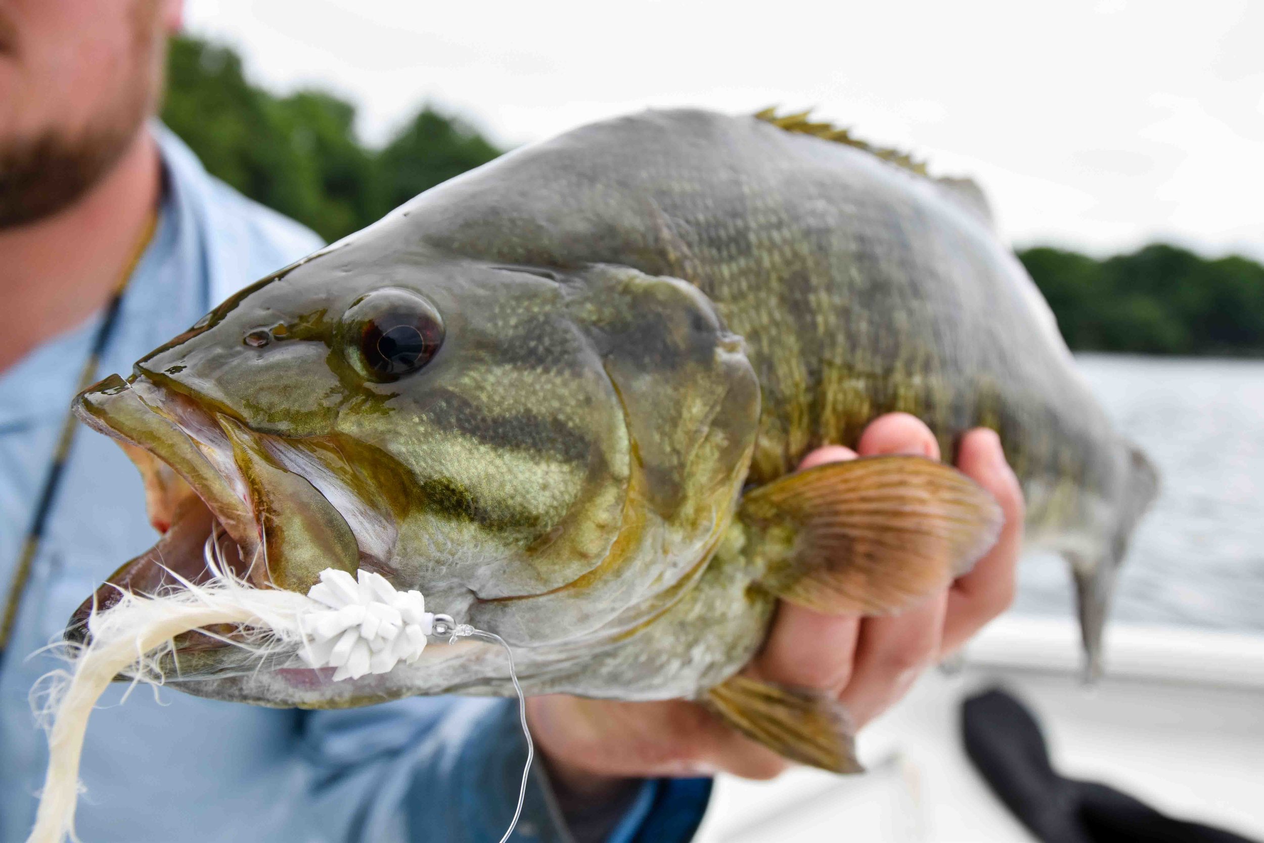 Saltwater Smallie, Thousand Islands National Park