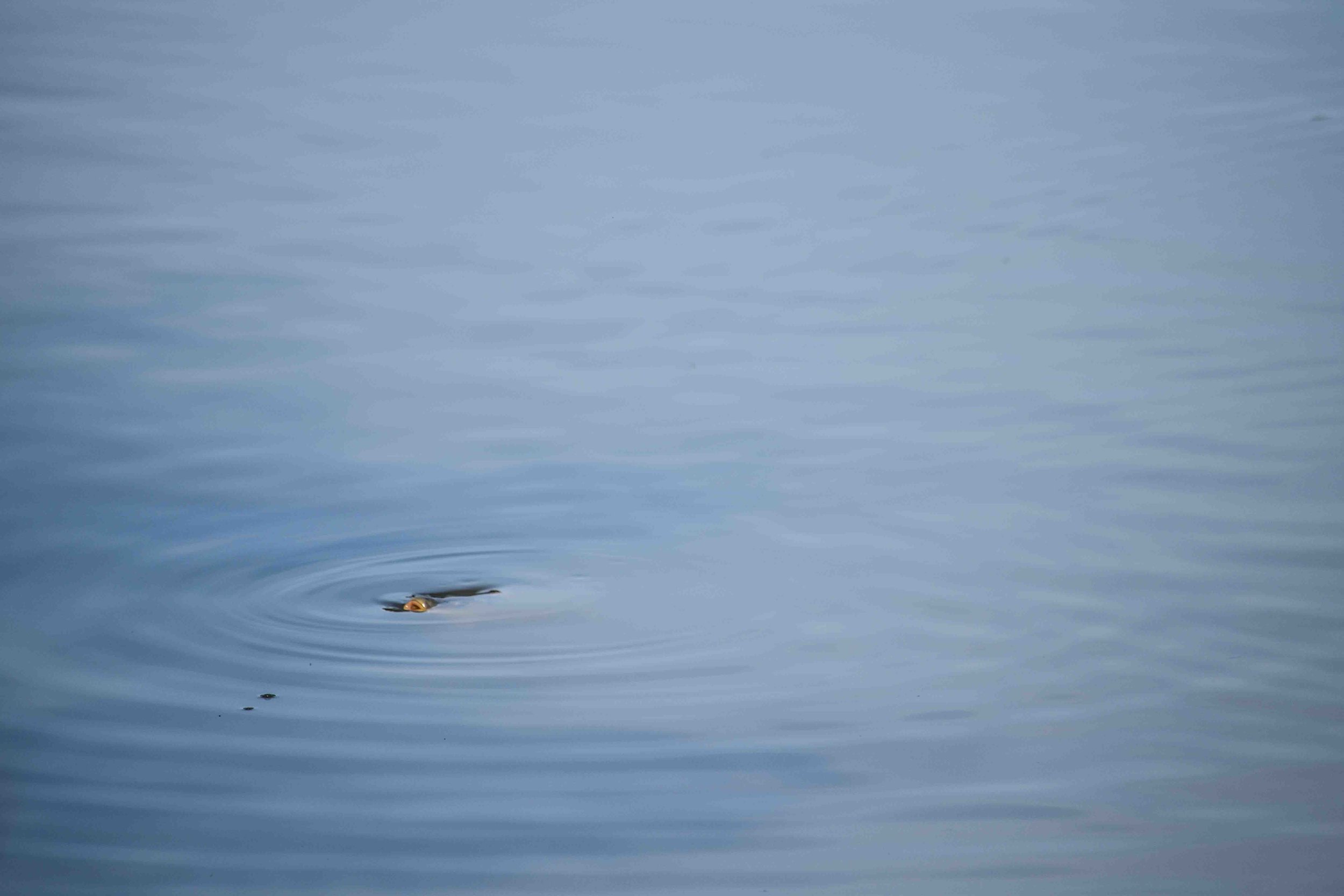 Carp Rise, Illinois