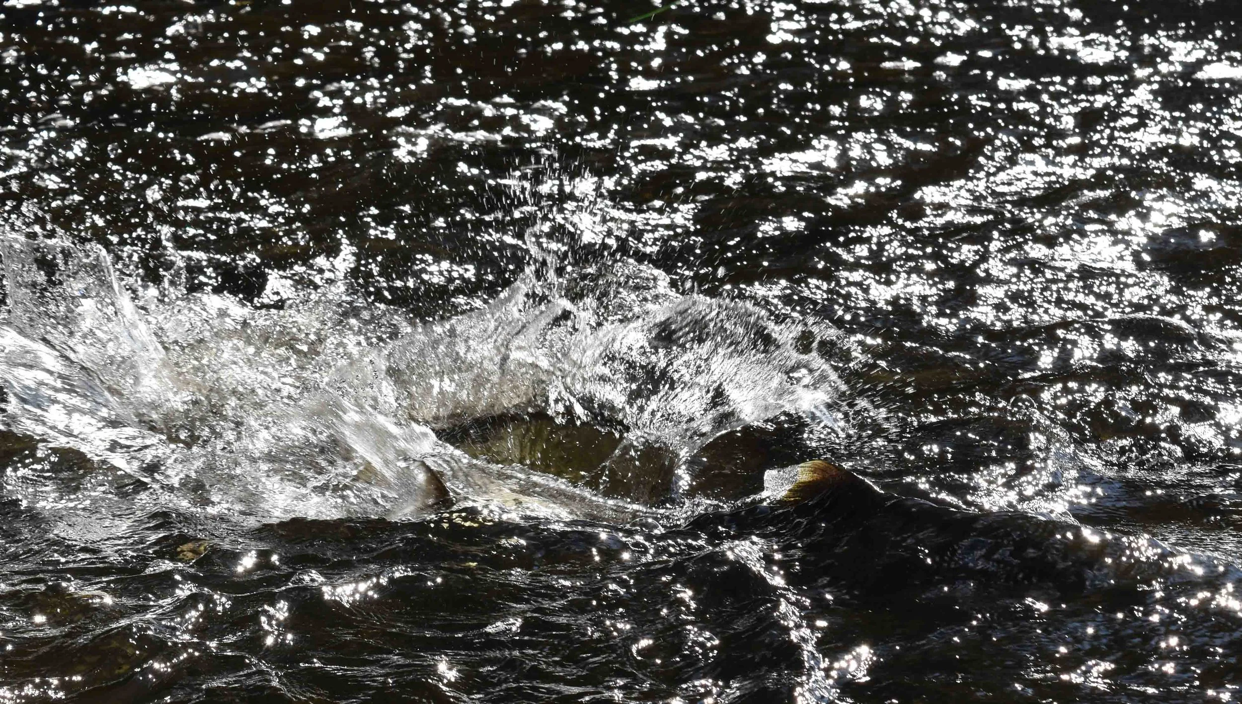 Napanee River, Ontario