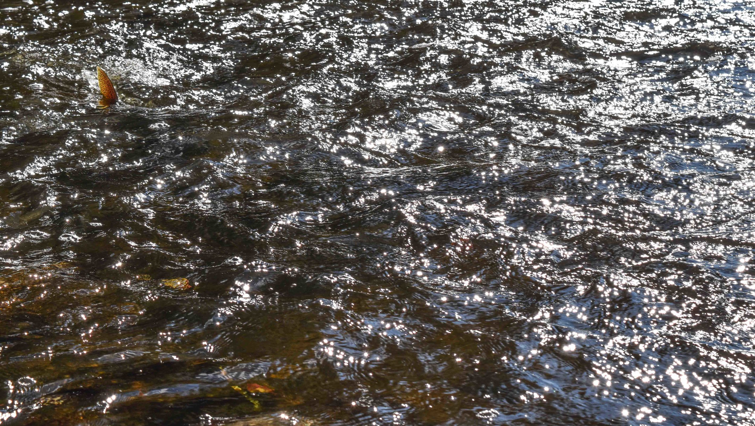 Glimpse of Hope, Napanee River, Ontario