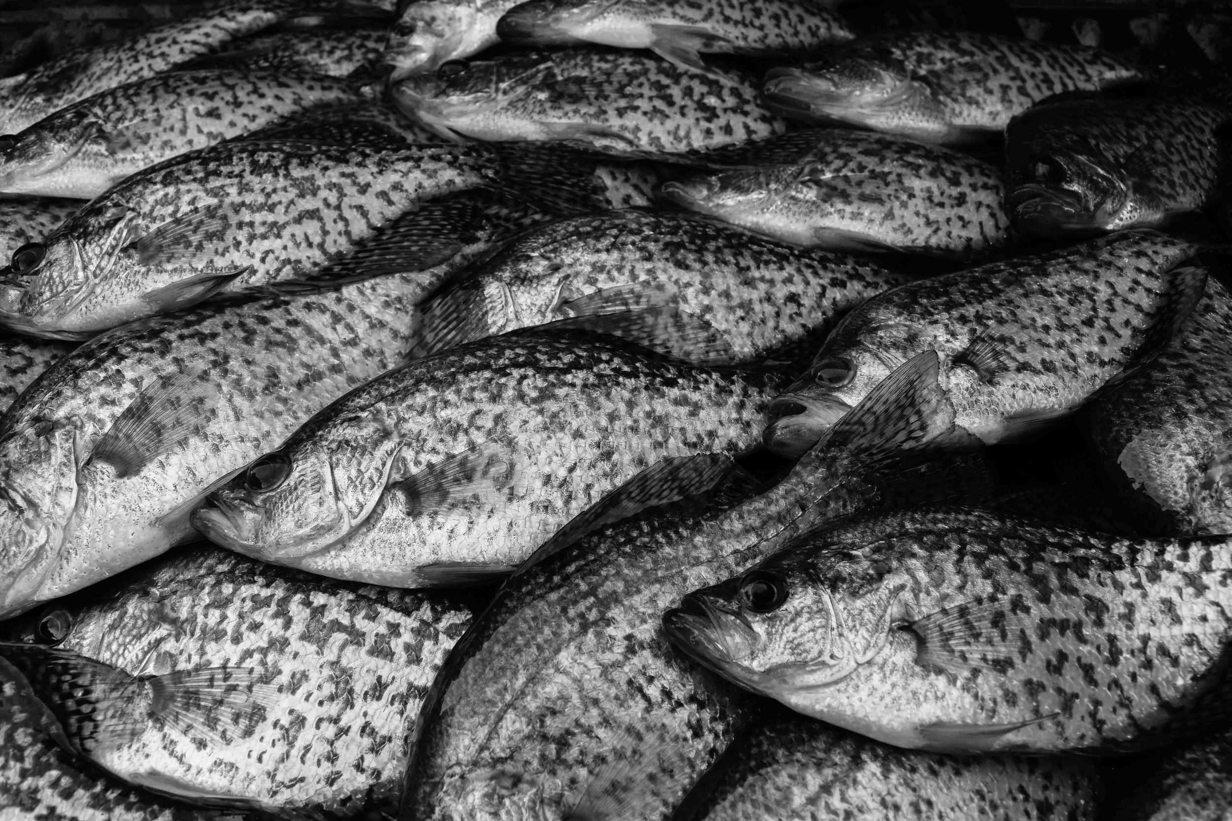 A Mess of Crappie, Nebraska 