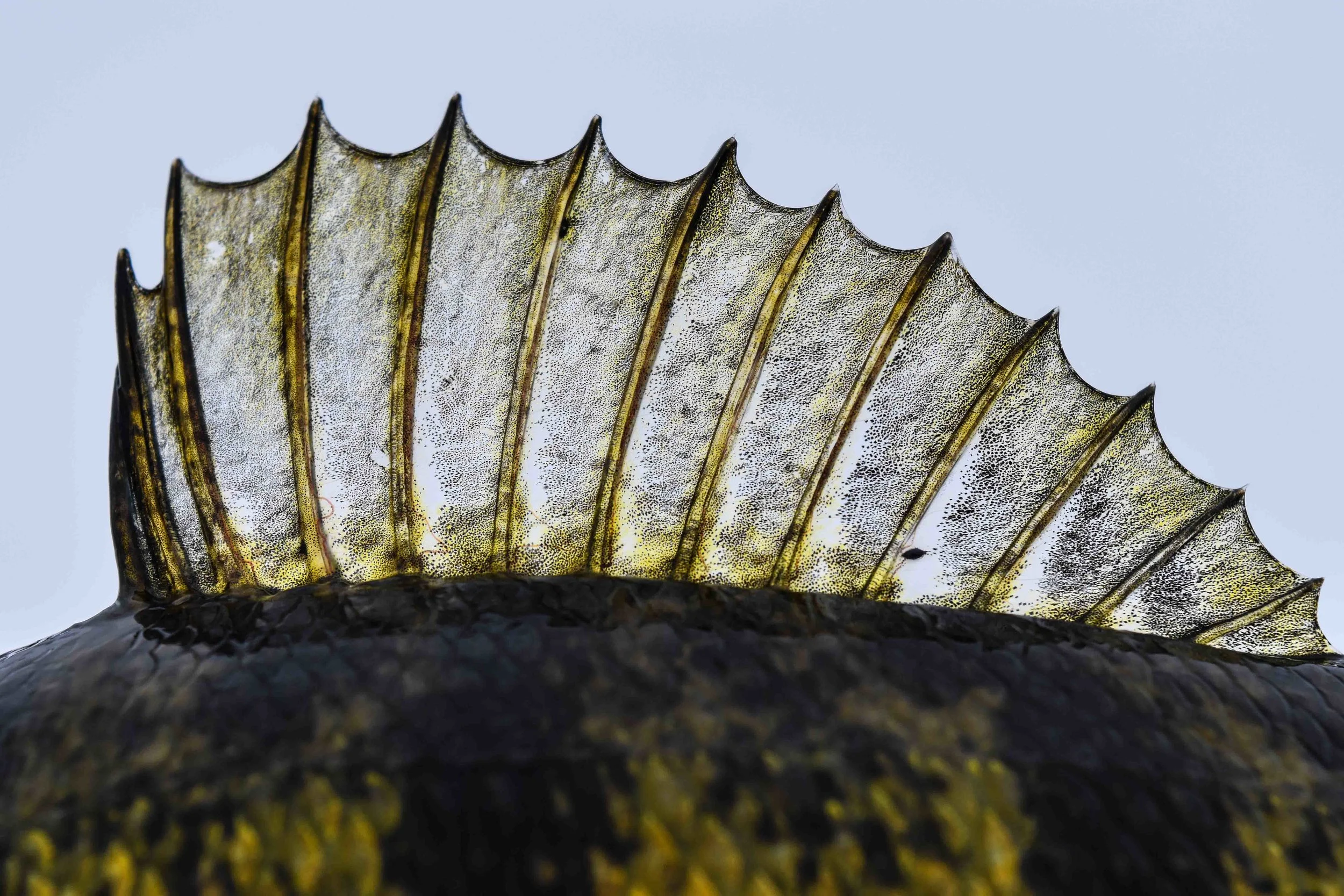 Perch Dorsal, Ontario 