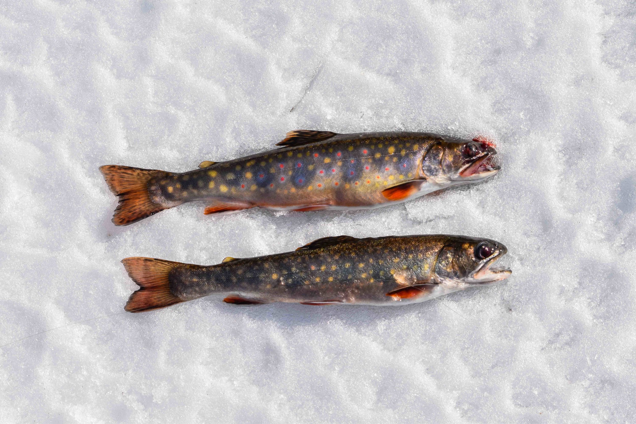 Dinner, Ontario Backlake