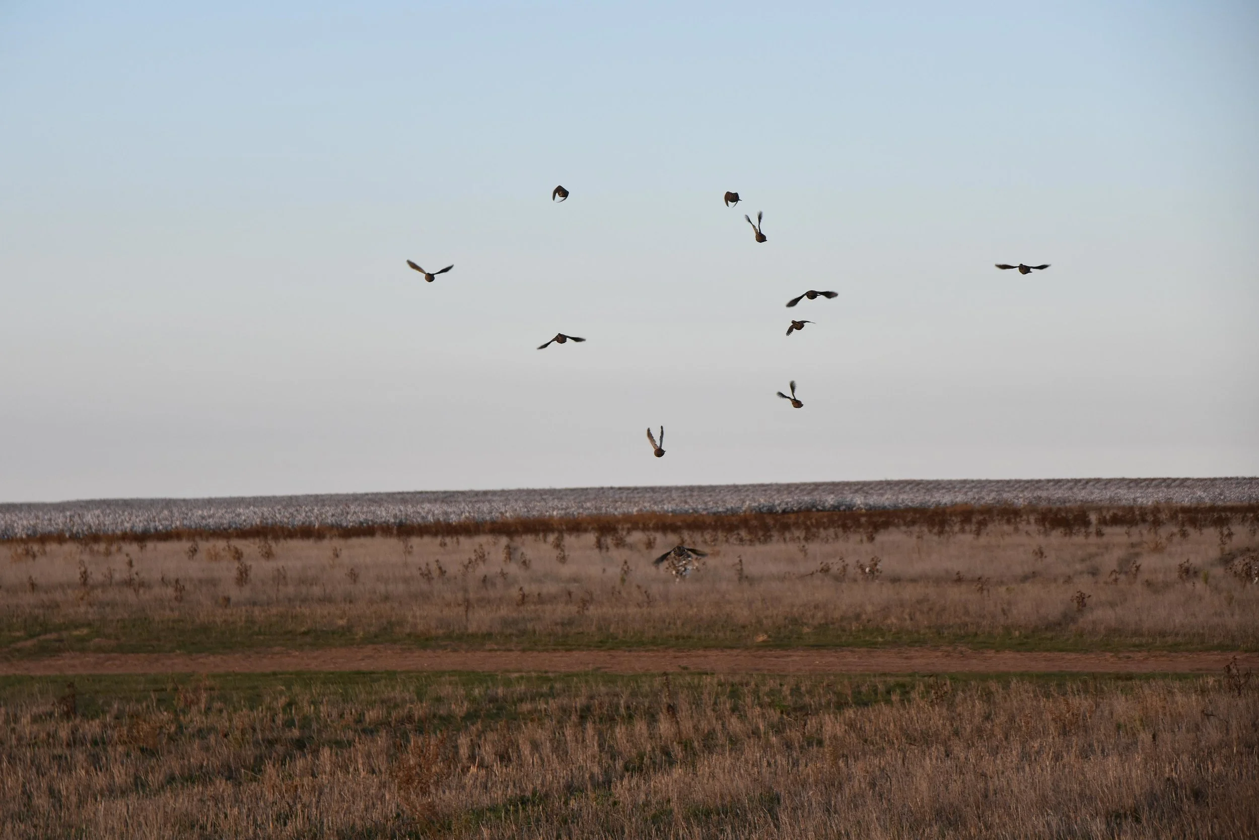 Covey Flush, Oklahoma