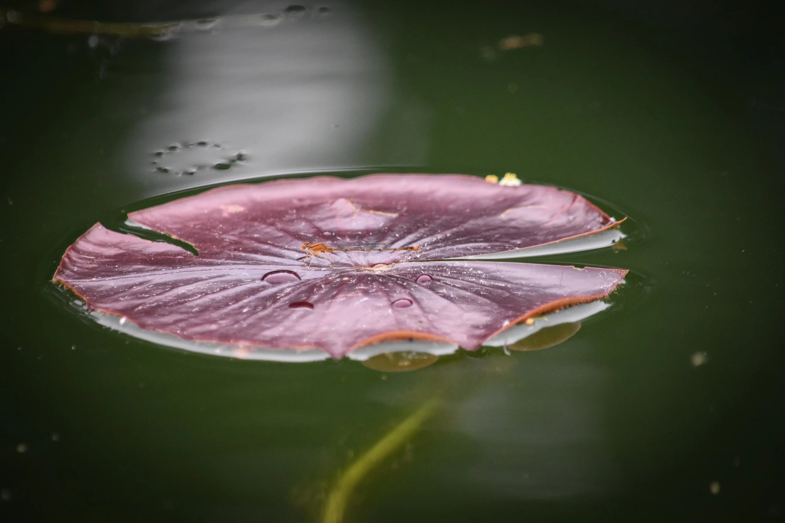 Damsel Lily, Temagami Wilderness