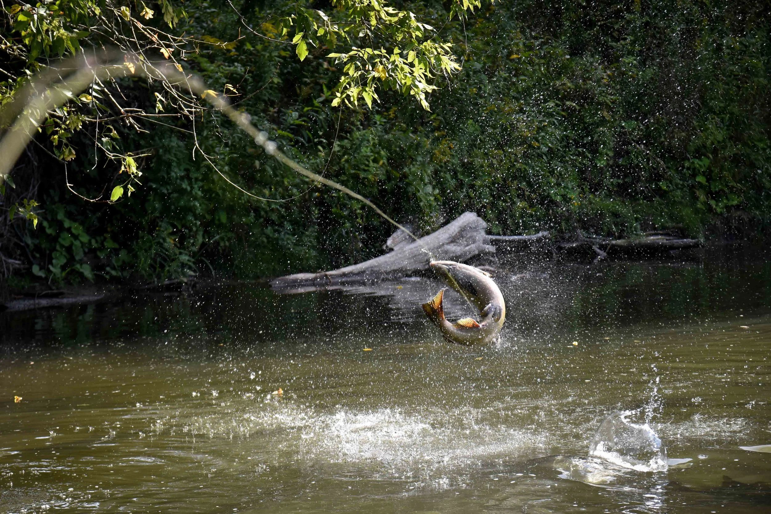 RCS_9033.jpg