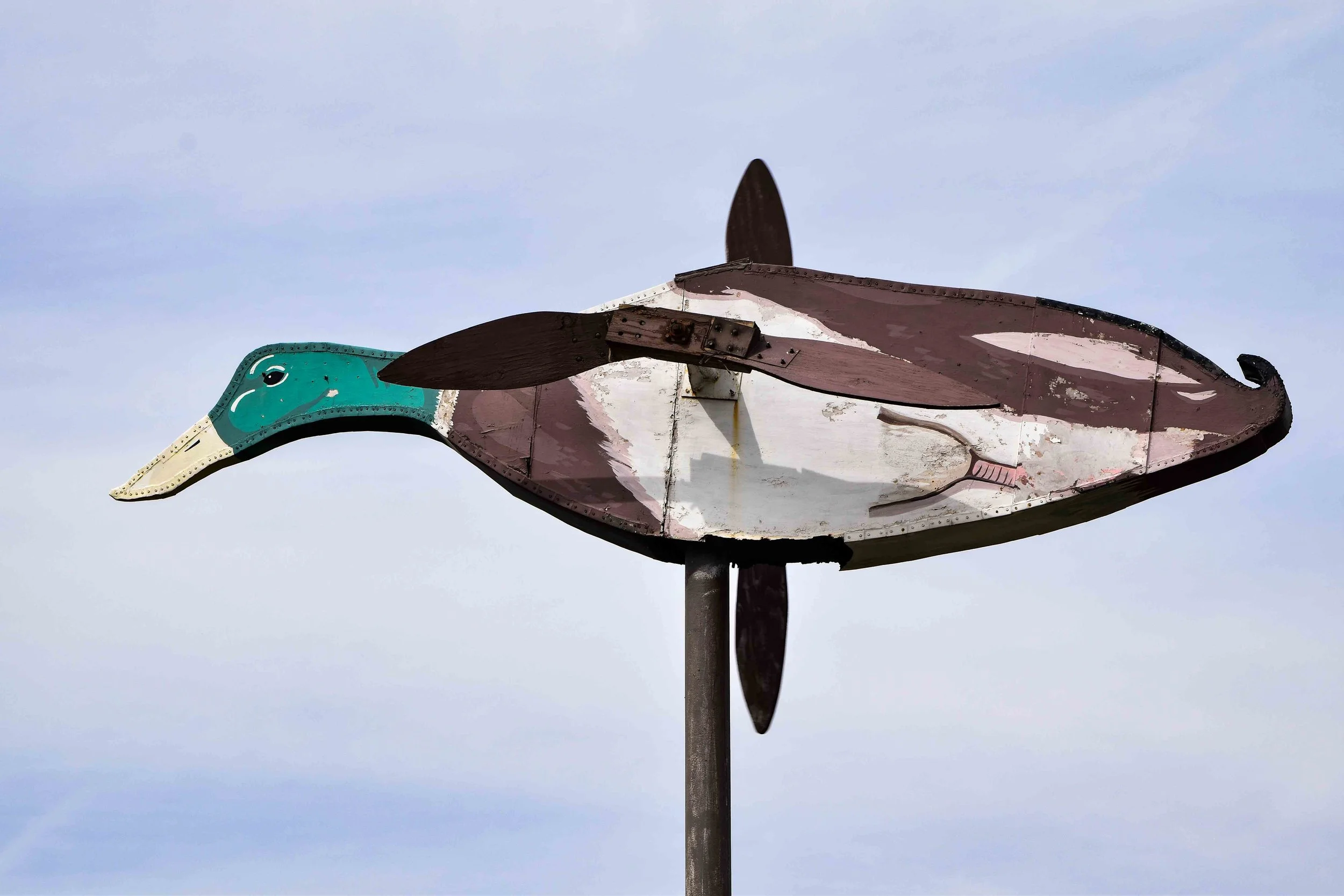 Roadside Mallard, Missouri