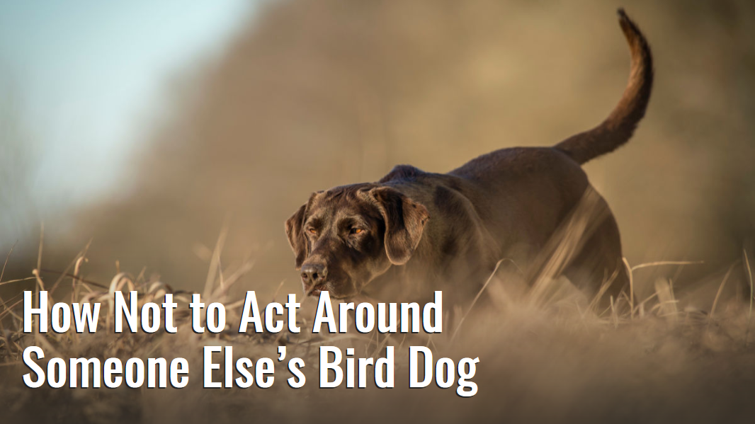Screenshot_2019-10-29 How Not to Act Around Someone Else’s Bird Dog.png