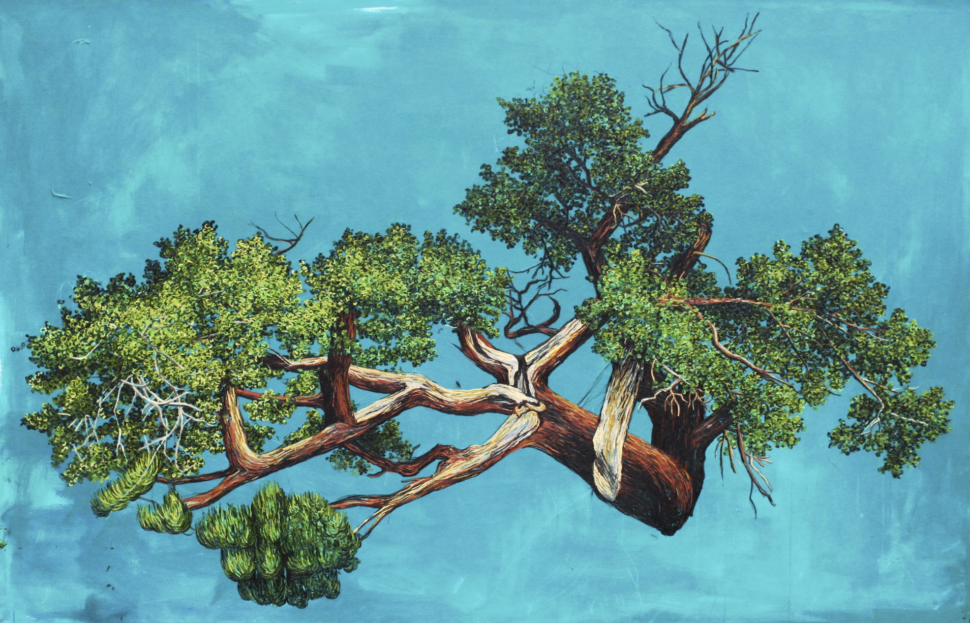 Juniper Tree.