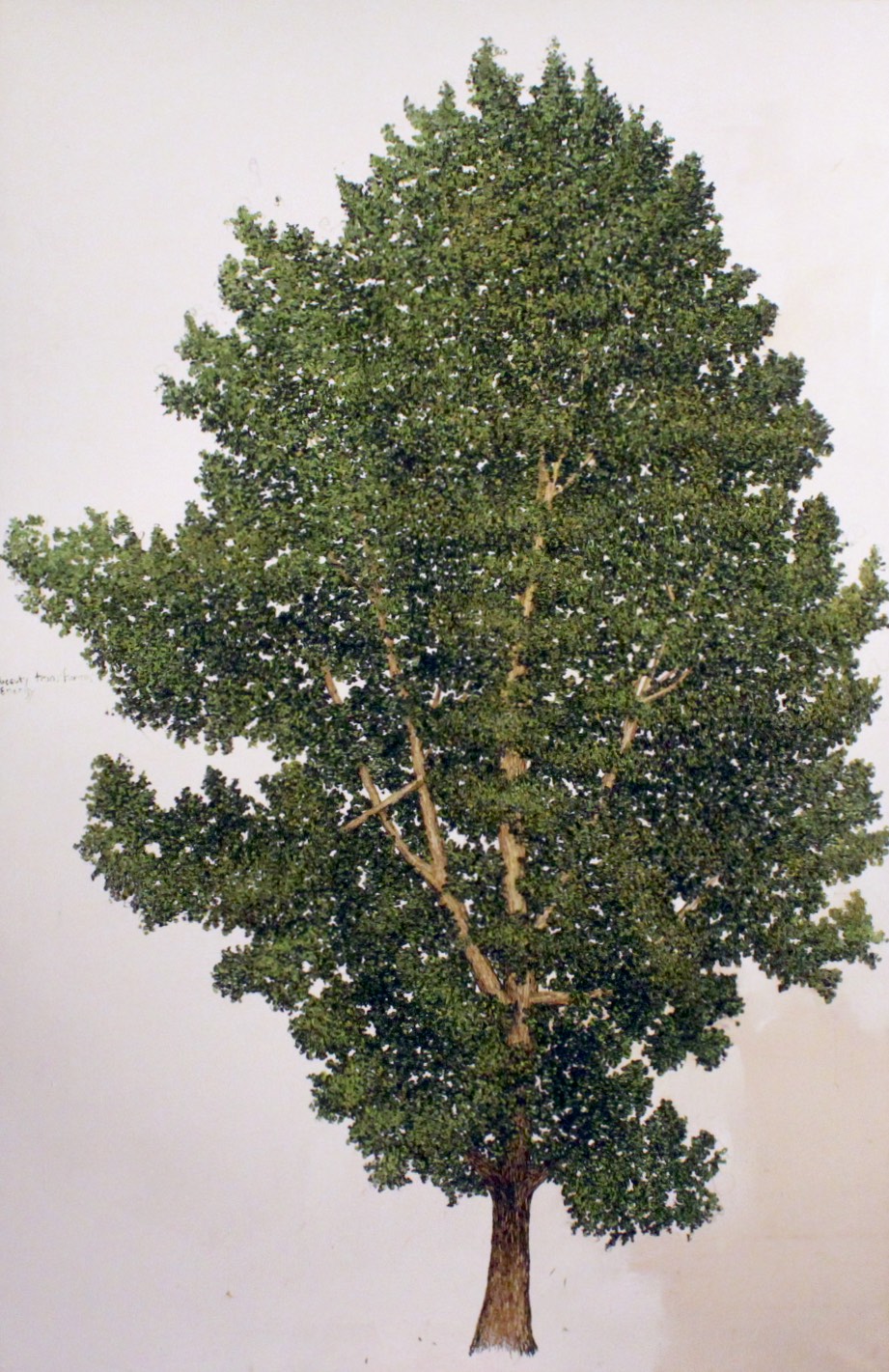 Elm Tree.
