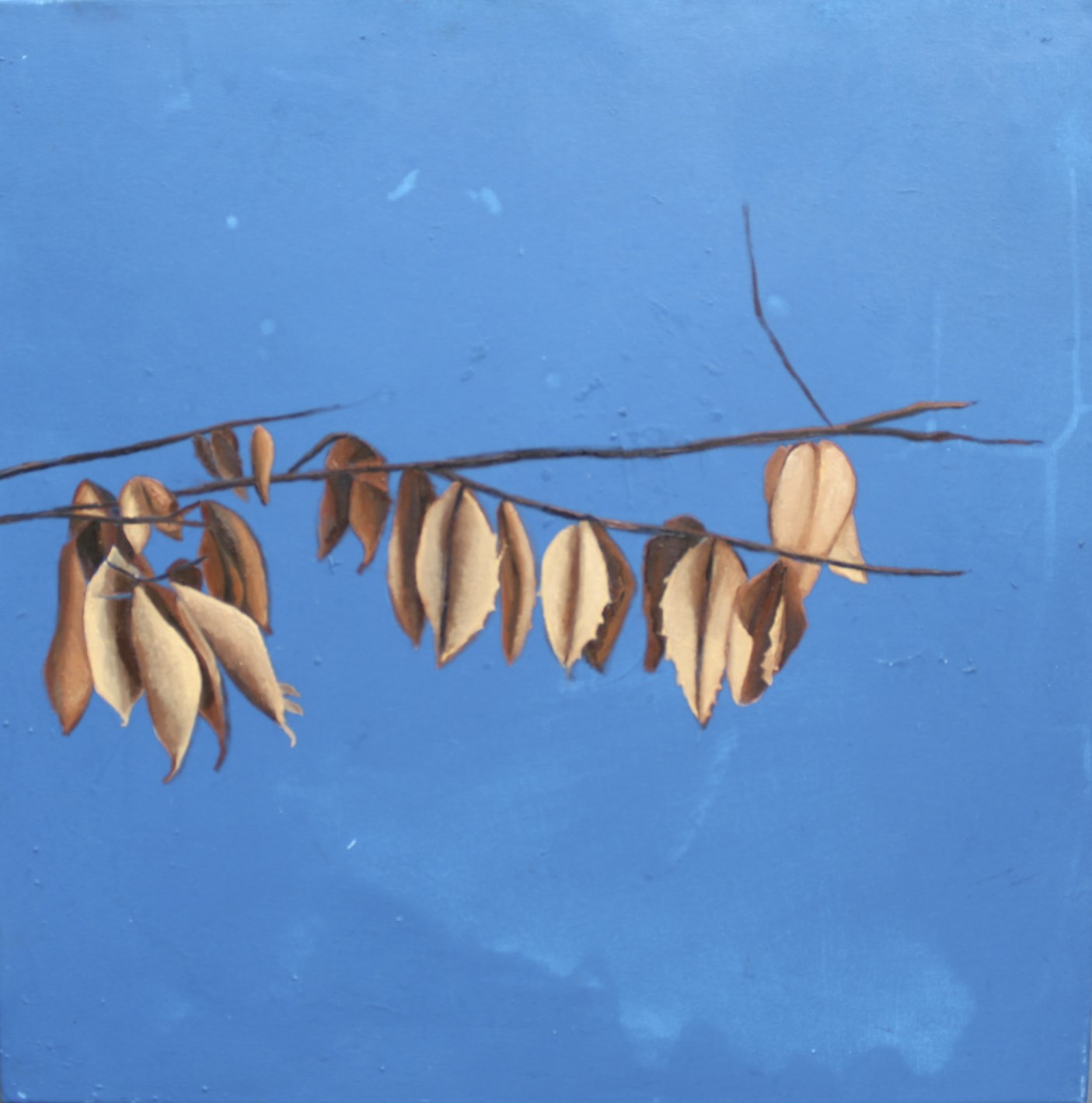 Beech Leaves.