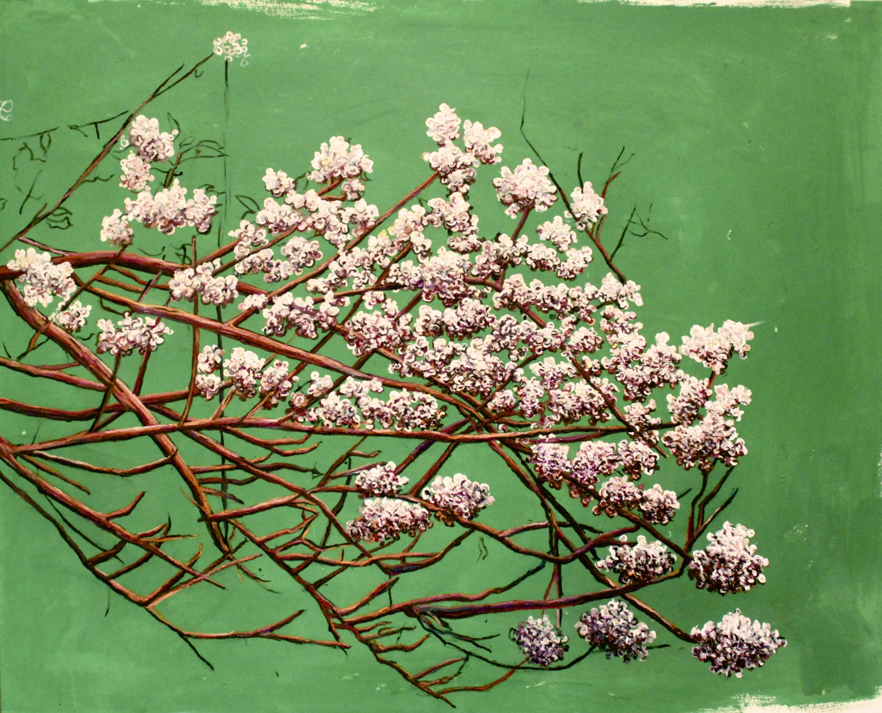 Cherry Blossoms.