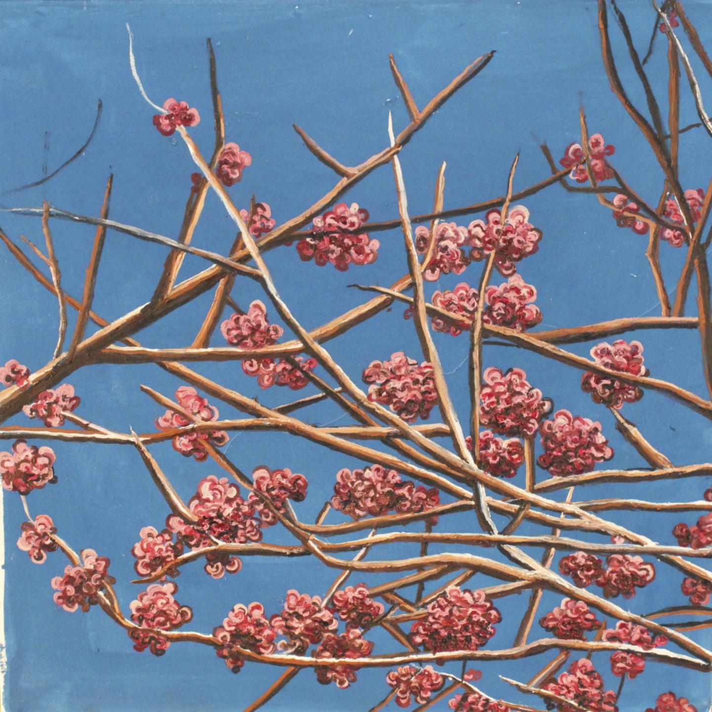 Hemlock Buds.