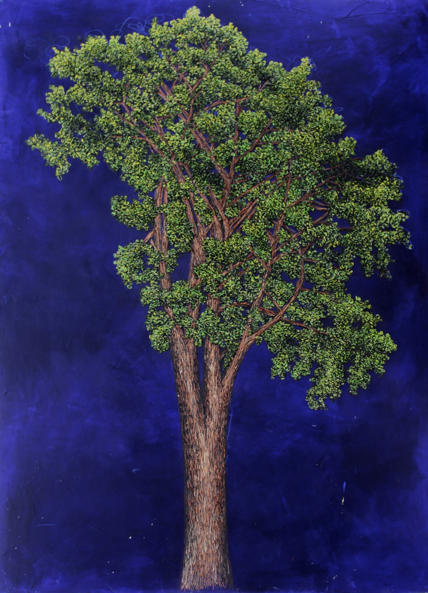 Unidentified Tree.