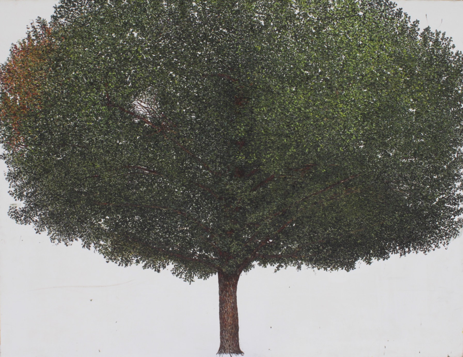 Linden Tree.