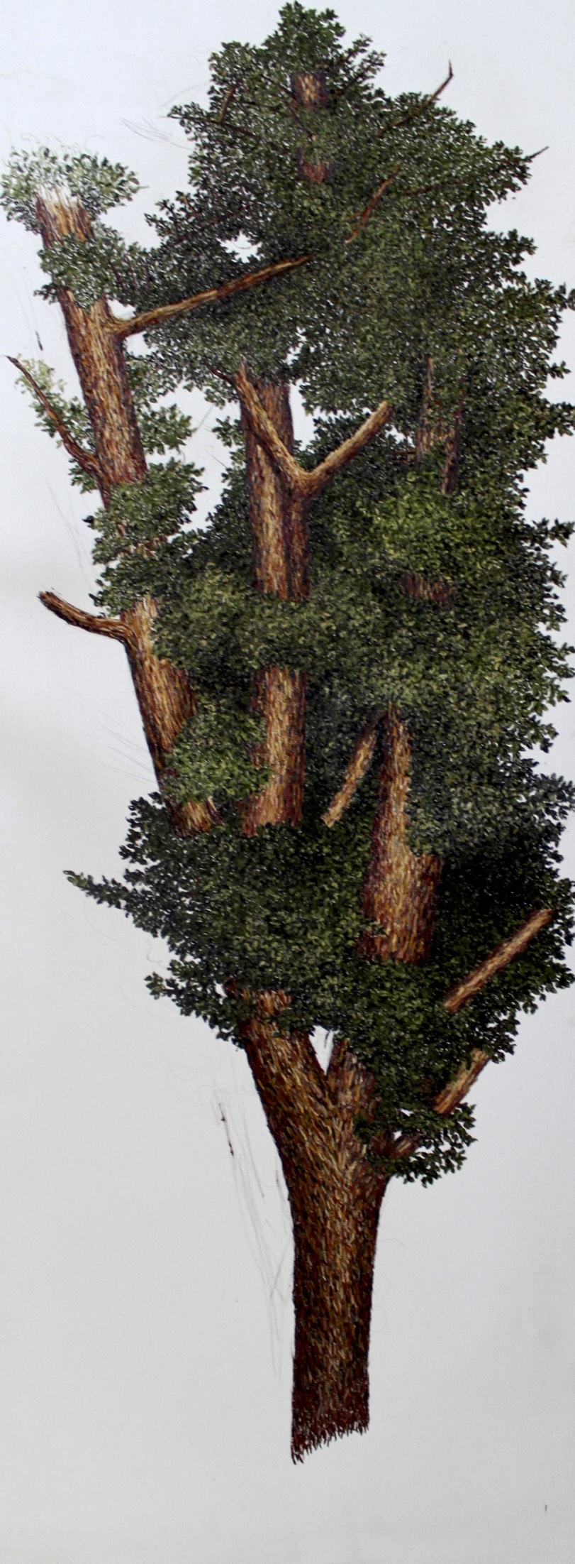 Gino Tree.