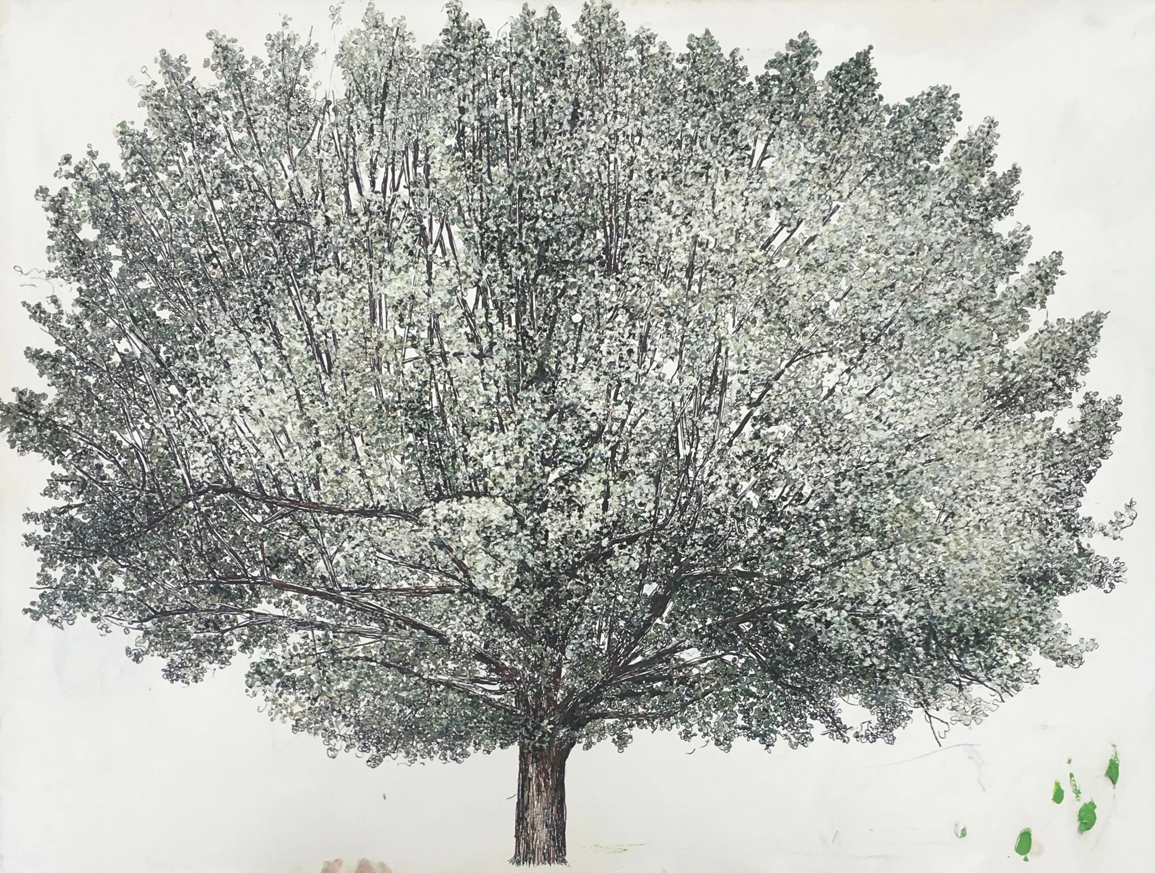 Linden Tree. 36 48 in. Ink and oil on canvas. 2019.