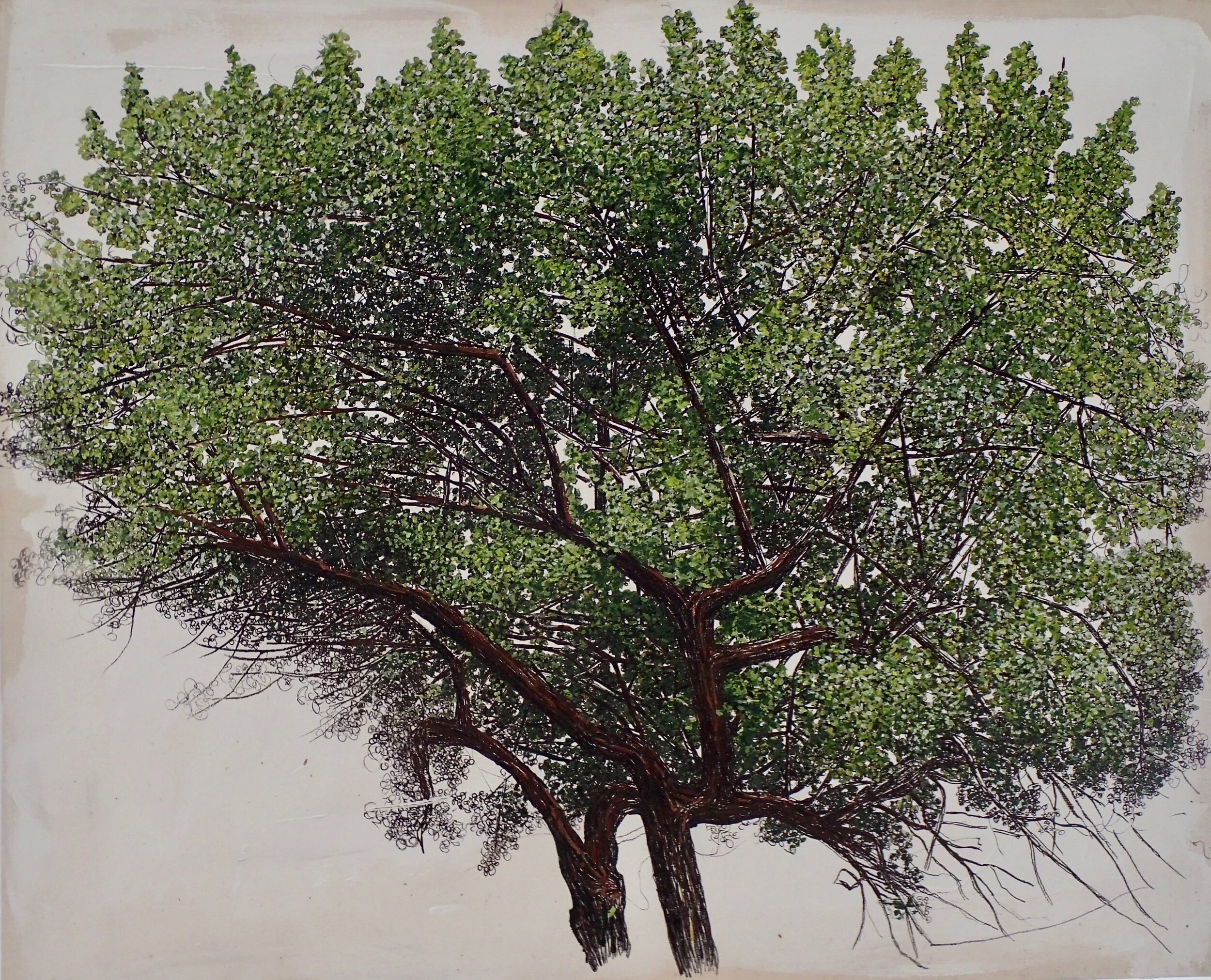 Two Apple Trees.