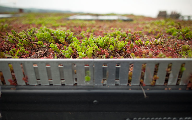 Spacetwo's very own Green roof!