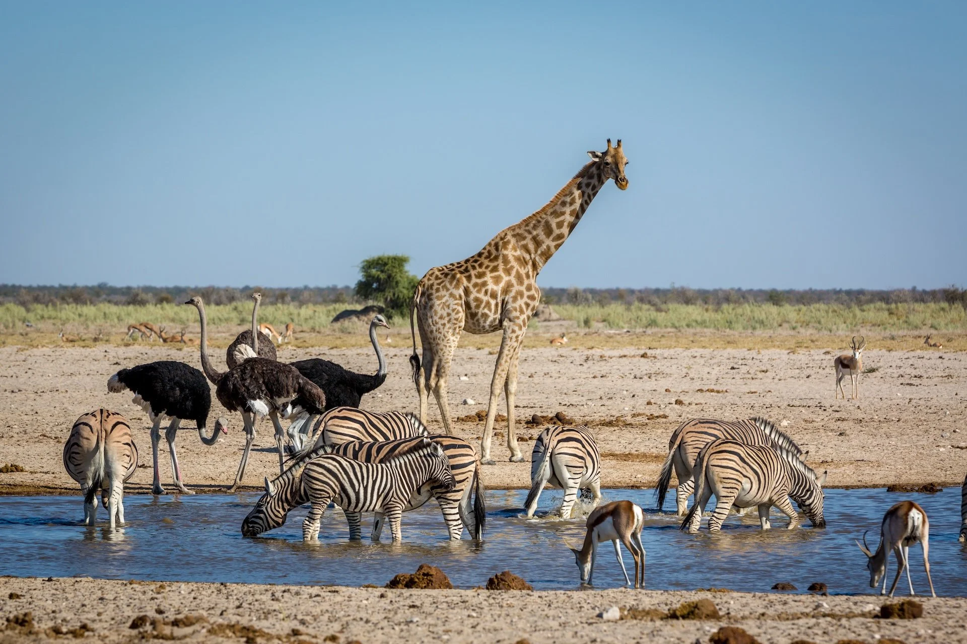 Namibia 2 copy.jpeg