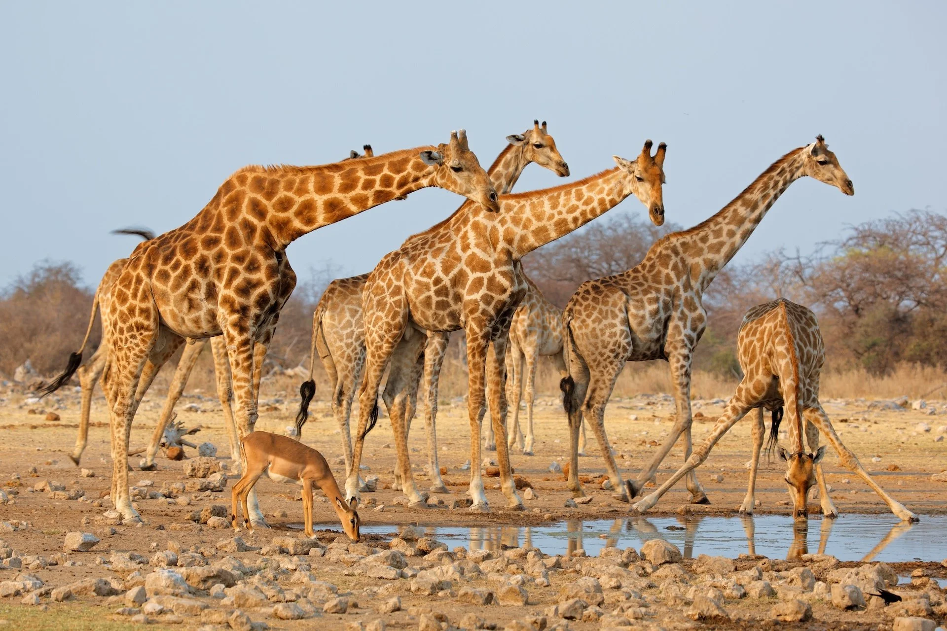 Namibia animals copy.jpeg
