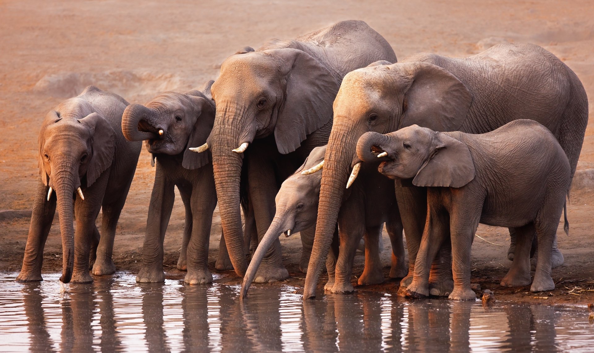 Namibia Etosha copy.jpeg
