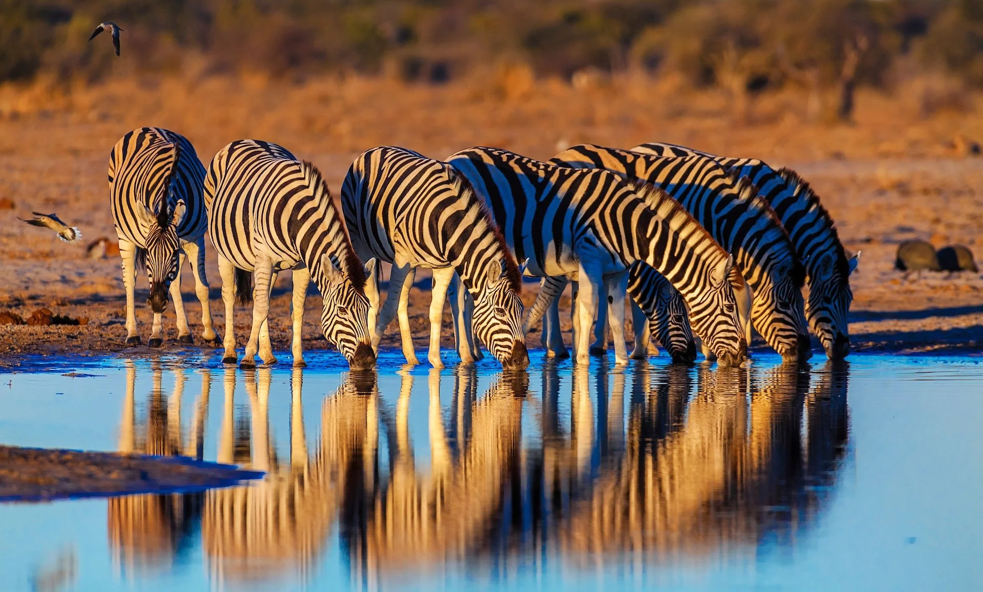 Namibia safari copy.jpeg