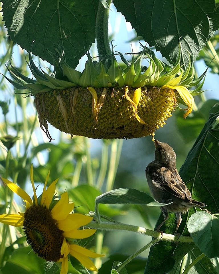 ALICE'S GARDEN URBAN FARM