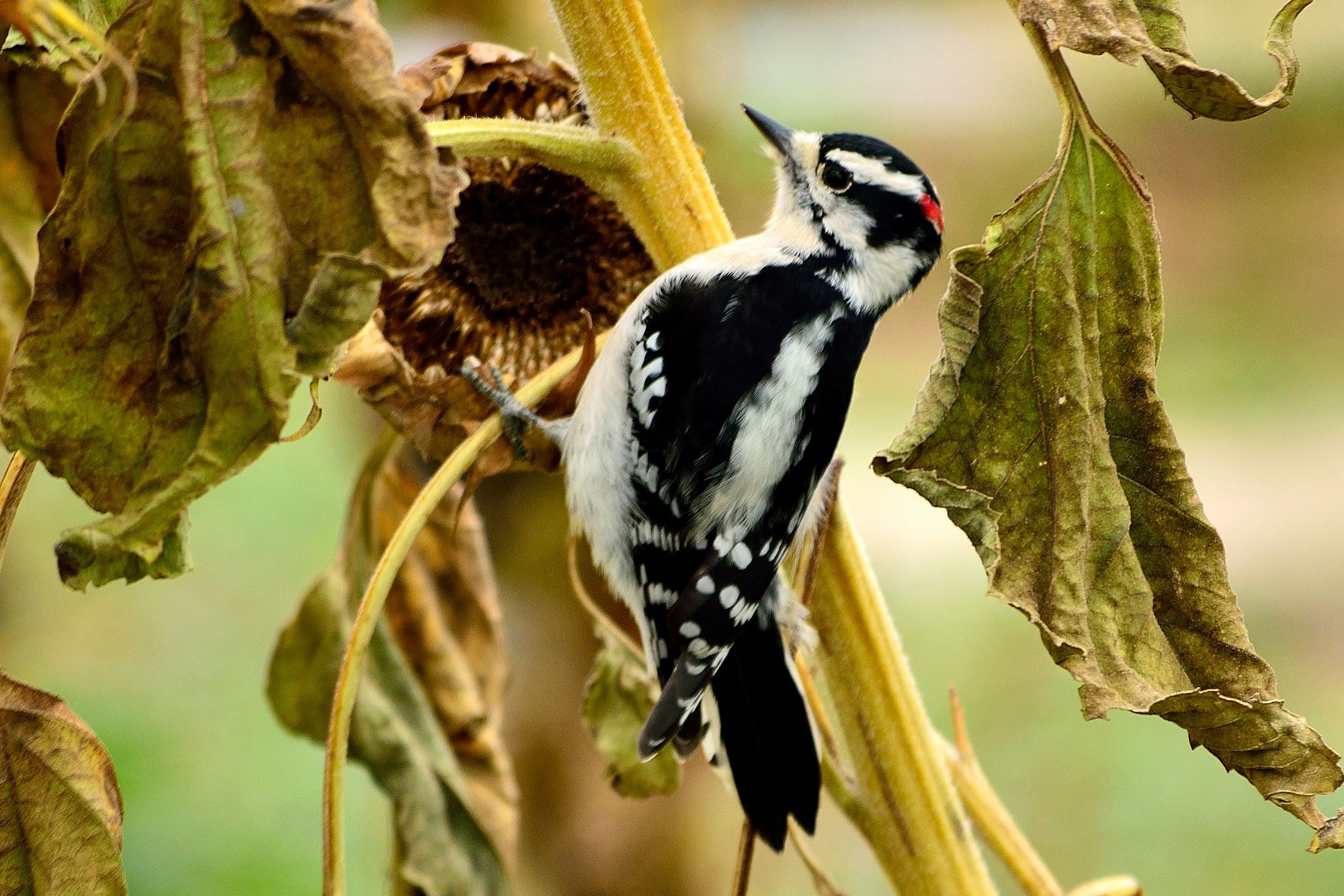 Woodpecker.jpg