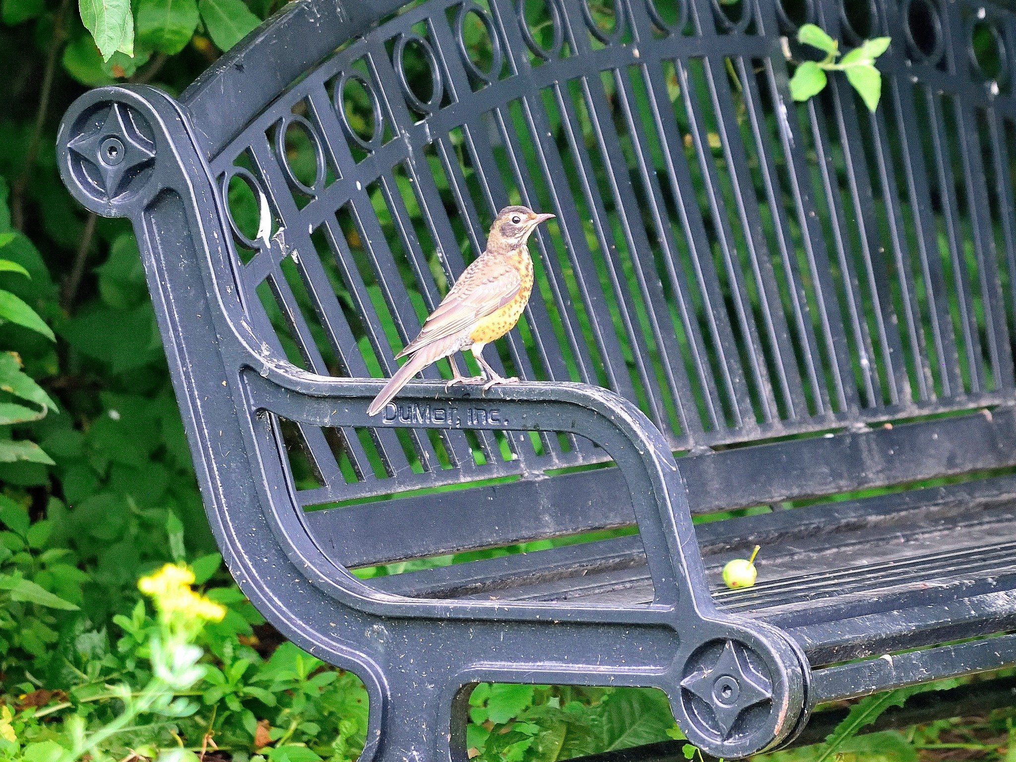bird on bench.jpg