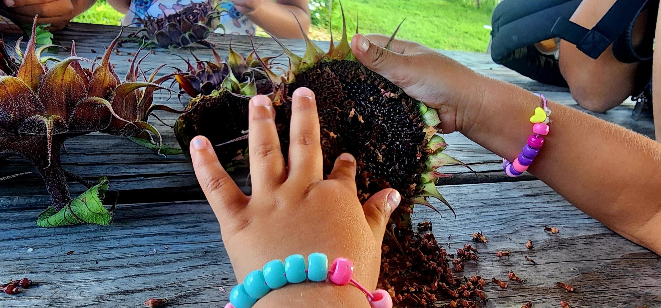 Sunflower heads with little hands.jpg