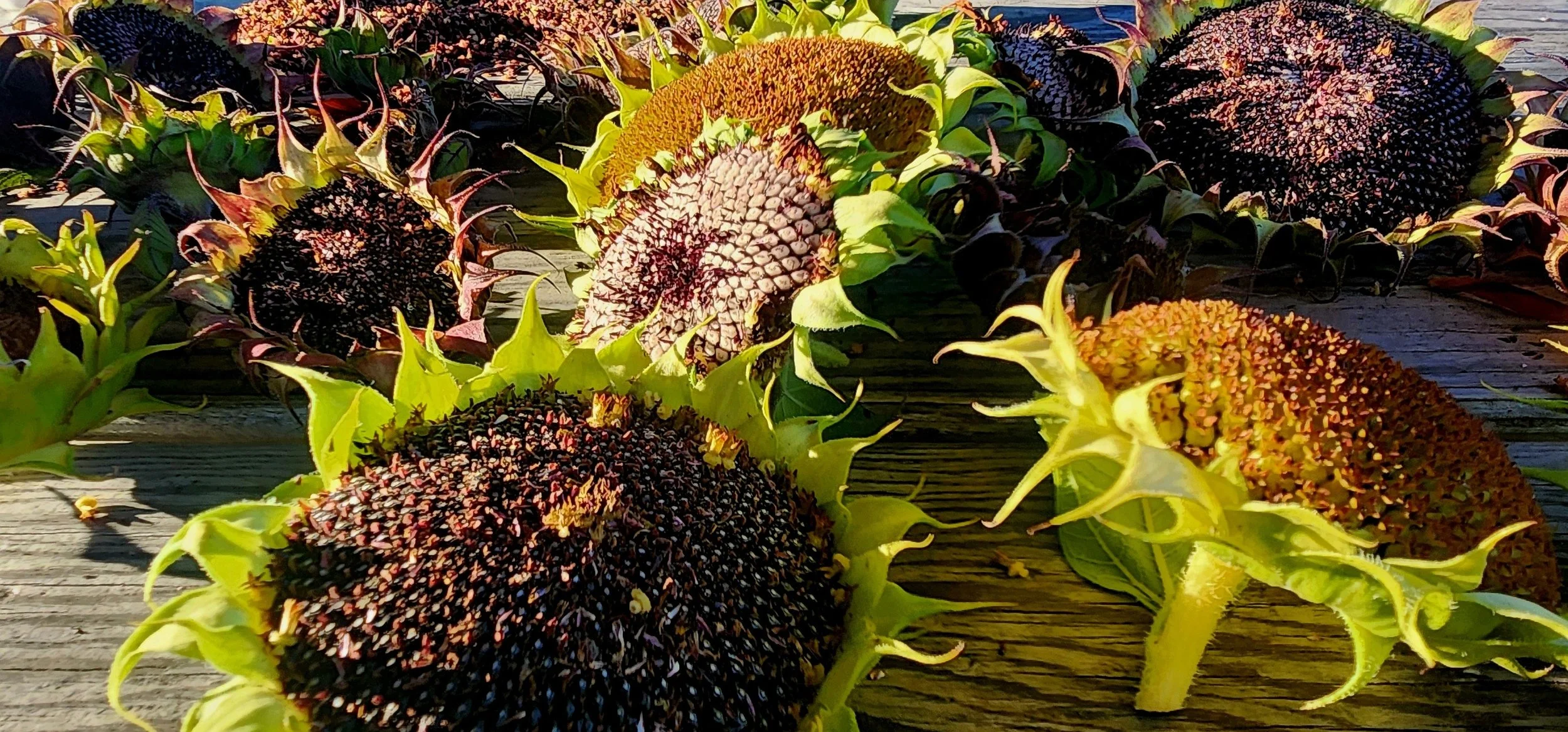 Sunflower heads.jpg