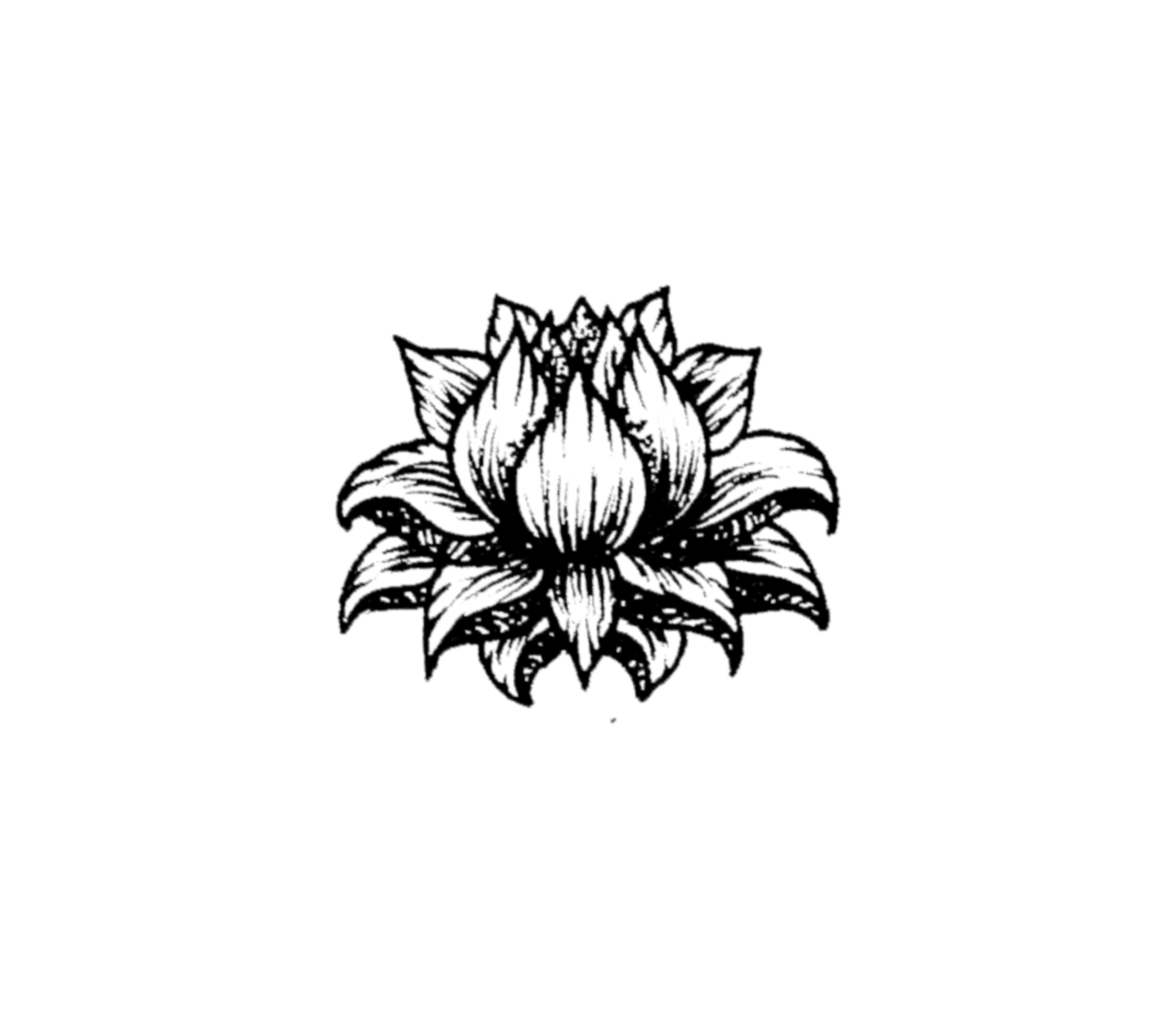 lotus.jpg