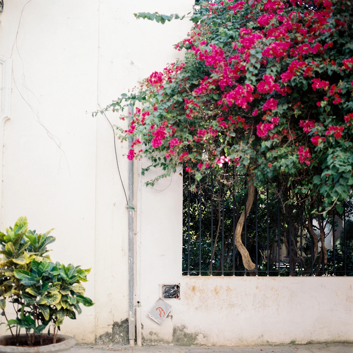 Havana_Samples_169.jpg