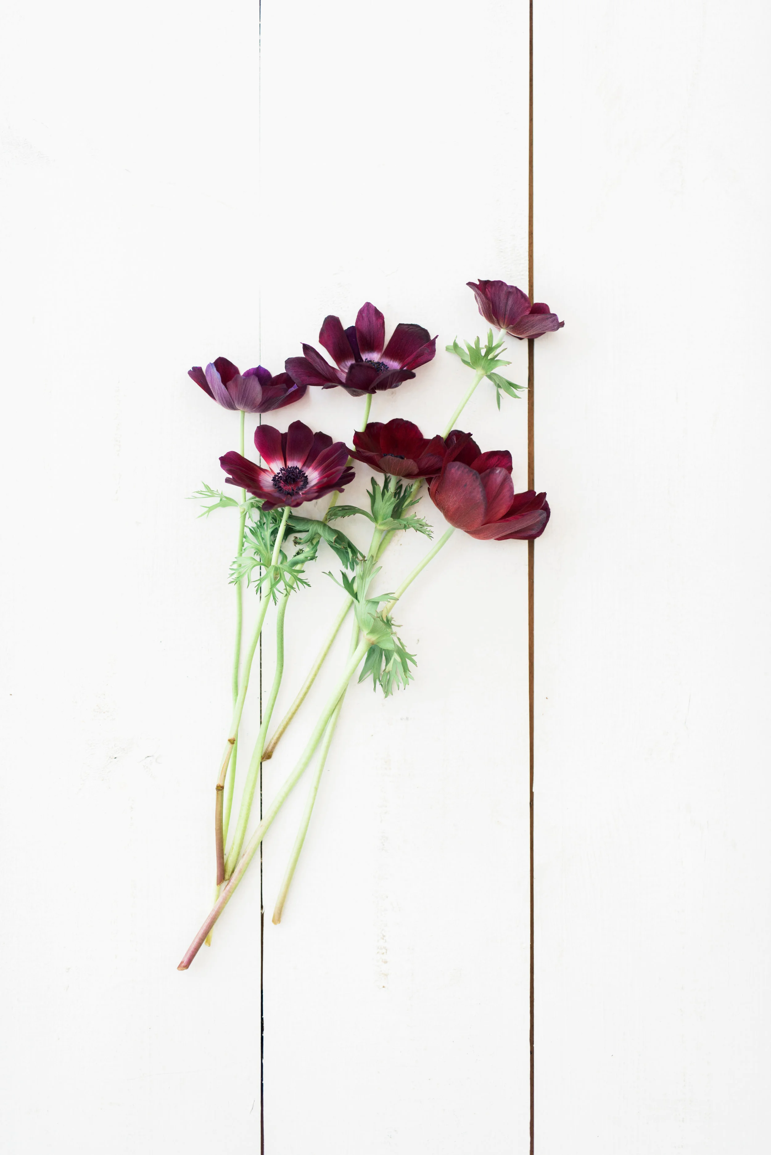 FlowerFarm_003.jpg